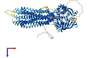 AlphaFold protein structure predicition of Human Recombinant ABCB4 Protein, UniprotID P21439