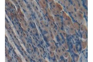 DAB staining on IHC-P; Samples: Mouse Stomach Tissue (Kallikrein 5 anticorps  (AA 25-261))