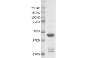 Recombinant MLL2-SET protein gel. (MLL2-SET (AA 5355-5537) protein (GST tag))