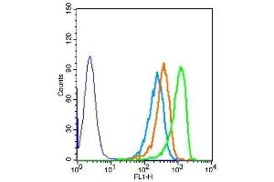 Human HepG2 cells probed with Rabbit Anti-DOK5 Polyclonal Antibody