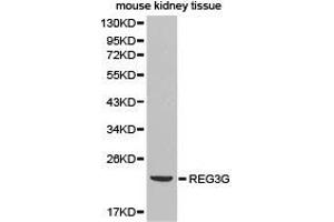 Western Blotting (WB) image for anti-Regenerating Islet Derived Protein 3 gamma (REG3g) antibody (ABIN1874579) (REG3g anticorps)