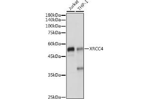 Western blot analysis of extracts of various cell lines, using XRCC4 antibody (ABIN3022381, ABIN3022382, ABIN3022383 and ABIN6218772) at 1:1000 dilution. (XRCC4 anticorps  (AA 1-336))
