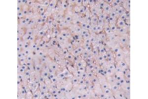 IHC-P analysis of Rat Tissue, with DAB staining. (CD38 anticorps  (AA 53-284))