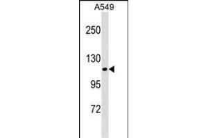 KIT Antibody (Center ) (ABIN1538479 and ABIN2850301) western blot analysis in A549 cell line lysates (35 μg/lane). (KIT anticorps  (AA 527-553))