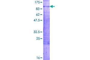 Image no. 1 for Ets2 Repressor Factor (ERF) (AA 1-548) protein (GST tag) (ABIN1353051)
