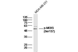 Human MDA-MB-231 cells probed with MEK5(Ser137) Polyclonal Antibody, unconjugated  at 1:300 overnight at 4°C followed by a conjugated secondary antibody at 1:10000 for 90 minutes at 37°C. (MAP2K5 anticorps  (pSer137))