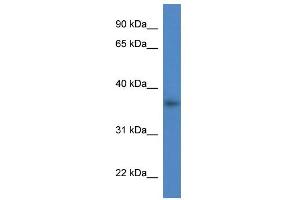 WB Suggested Anti-Lgals4 Antibody Titration:  0. (GAL4 anticorps  (C-Term))