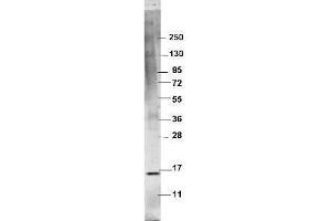 Western blot using  protein-A purified anti-swine TNFa antibody shows detection of recombinant swine TNFa at 16. (TNF alpha anticorps)