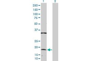 Western Blot analysis of NDUFC2 expression in transfected 293T cell line by NDUFC2 MaxPab polyclonal antibody.