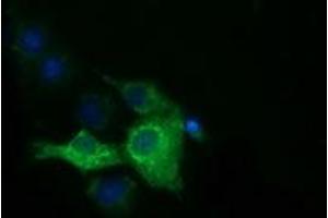 Anti-IGF2BP2 mouse monoclonal antibody (ABIN2453831) immunofluorescent staining of COS7 cells transiently transfected by pCMV6-ENTRY IGF2BP2 (RC205673). (IGF2BP2 anticorps)