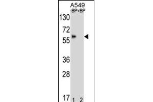 Western blot analysis of BBS4 Antibody (Center) Pab (ABIN391811 and ABIN2841661) pre-incubated without(lane 1) and with(lane 2) blocking peptide in A549 cell line lysate. (BBS4 anticorps  (AA 337-369))