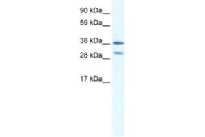 Western Blotting (WB) image for anti-NK2 Homeobox 3 (NKX2-3) antibody (ABIN2460628) (NK2 Homeobox 3 anticorps)