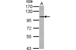 Western Blotting (WB) image for anti-Protein Phosphatase 4, Regulatory Subunit 1 (PPP4R1) (AA 114-348) antibody (ABIN1500386) (PPP4R1 anticorps  (AA 114-348))