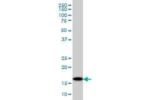 Western Blotting (WB) image for anti-Ubiquitin-Conjugating Enzyme E2G 2 (UBE2G2) (AA 1-88) antibody (ABIN598999) (UBE2G2 anticorps  (AA 1-88))