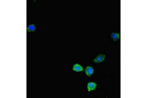 Immunofluorescent analysis of HepG2 cells using ABIN7157503 at dilution of 1:100 and Alexa Fluor 488-congugated AffiniPure Goat Anti-Rabbit IgG(H+L) (KIR2DL3 anticorps  (AA 22-245))