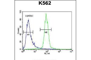 Flow cytometric analysis of K562 cells (right histogram) compared to a negative control cell (left histogram). (hCG_2024410 (AA 187-215), (C-Term) anticorps)