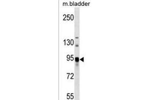 ASAH2 Antibody (C-term) (ABIN1537571 and ABIN2850513) western blot analysis in mouse bladder tissue lysates (35 μg/lane). (ASAH2 anticorps  (C-Term))