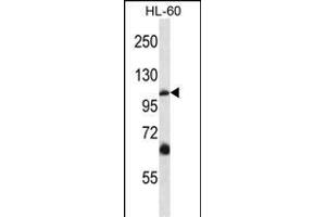 TRPC5 Antibody (N-term) (ABIN657691 and ABIN2846682) western blot analysis in HL-60 cell line lysates (35 μg/lane). (TRPC5 anticorps  (N-Term))
