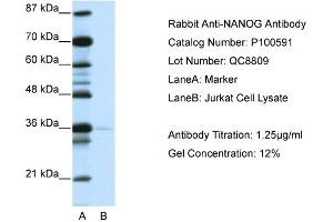 WB Suggested Anti-NANOG AntibodyTitration: 1. (Nanog anticorps  (N-Term))