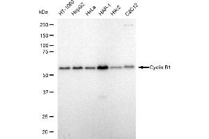 Western blotting analysis using Cyclin B1 antibody (ABIN7798191). (Recombinant Cyclin B1 anticorps)