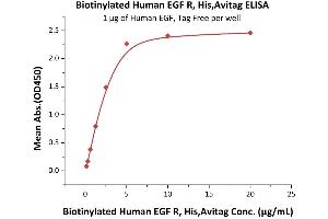 Immobilized Human EGF, Tag Free  at 10 μg/mL (100 μL/well) can bind Biotinylated Human EGF R, His,Avitag (ABIN5674594,ABIN6253697) with a linear range of 0. (EGFR Protein (AA 25-645) (His tag,AVI tag,Biotin))