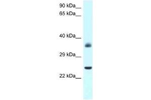 Western Blot showing Jund antibody used at a concentration of 1. (JunD anticorps  (N-Term))