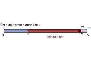 Image no. 3 for anti-BCL2-Associated X Protein (BAX) (AA 55-178) antibody (ABIN968295)