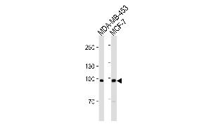 ACE2 (SARS Receptor) Antibody (Center) ABIN1882201 western blot analysis in MDA-MB-453,MCF-7 cell line lysates (35 μg/lane). (ACE2 anticorps  (AA 1-270))