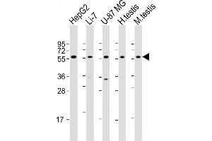 All lanes : Anti-DHCR7 Antibody (C-term) at 1:2000 dilution Lane 1: HepG2 whole cell lysate Lane 2: Li-7 whole cell lysate Lane 3: U-87MG whole cell lysate Lane 4: mouse testis lysate Lysates/proteins at 20 μg per lane.