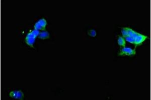 Immunofluorescent analysis of 293 cells using ABIN7153669 at dilution of 1:100 and Alexa Fluor 488-congugated AffiniPure Goat Anti-Rabbit IgG(H+L) (GIPR anticorps  (AA 22-138))