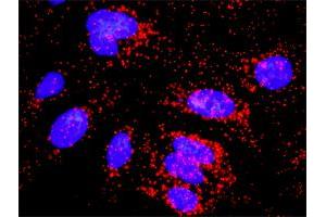 Proximity Ligation Analysis of protein-protein interactions between CFLAR and CASP10.