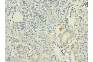 Immunohistochemistry of paraffin-embedded human pancreatic tissue using ABIN7167395 at dilution of 1:100