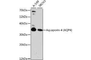 Western blot analysis of extracts of various cell lines, using Aquaporin-4  antibody (ABIN6127445, ABIN6137045, ABIN6137047 and ABIN6218099) at 1:1000 dilution. (Aquaporin 4 anticorps  (AA 244-323))