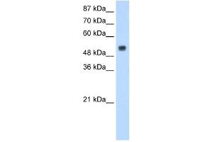 DRB1 antibody used at 1. (DRB1 anticorps  (N-Term))