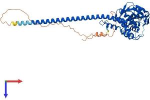AlphaFold protein structure predicition of Human Recombinant STAMBPL1 Protein, UniprotID Q96FJ0