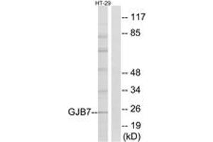 Western blot analysis of extracts from HT-29 cells, using GJB7 Antibody. (GJB7 anticorps  (AA 21-70))