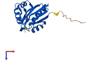 AlphaFold protein structure predicition of Human Recombinant NAA50 Protein, UniprotID Q9GZZ1