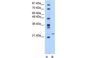 Western Blotting (WB) image for anti-Polyamine Modulated Factor 1 (PMF1) antibody (ABIN2460655) (PMF1 anticorps)