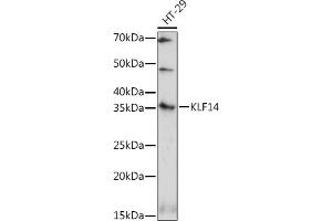 Western blot analysis of extracts of HT-29 cells, using KLF14 antibody (ABIN7268154) at 1:1000 dilution. (KLF14 anticorps)