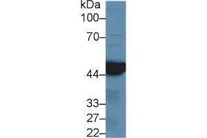 Detection of IDH1 in Mouse Liver lysate using Polyclonal Antibody to Isocitrate Dehydrogenase 1, Soluble (IDH1) (IDH1 anticorps  (AA 74-333))