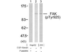 Image no. 1 for anti-PTK2 Protein tyrosine Kinase 2 (PTK2) (pTyr925) antibody (ABIN196825) (FAK anticorps  (pTyr925))