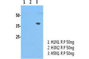 H5N1/HA1 recombinant protein (50ng) were resolved by SDS-PAGE, transferred to PVDF membrane and probed with anti-human H5N1/HA1 antibody (1:3000). (Influenza Hemagglutinin HA1 Chain anticorps (Influenza A Virus H5N1))