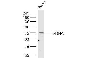 Mouse heart lysates probed with Rabbit Anti-SDHA Polyclonal Antibody, Unconjugated  at 1:500 for 90 min at 37˚C. (SDHA anticorps  (AA 561-664))