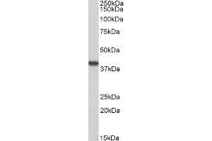 ABIN4902651 (0. (Hydroxyacid Oxidase 2 (HAO2) anticorps)