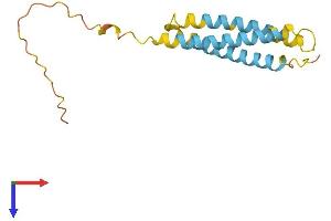 AlphaFold protein structure predicition of Mouse Recombinant Ninj1 Protein, UniprotID O70131