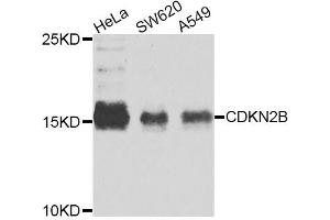 Western blot analysis of extracts of various cell lines, using CDKN2B antibody (ABIN5975386) at 1/1000 dilution. (CDKN2B anticorps)