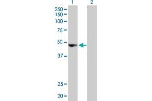 Western Blot analysis of ORC4L expression in transfected 293T cell line by ORC4L MaxPab polyclonal antibody. (ORC4 anticorps  (AA 1-436))