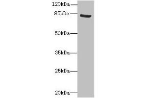 Western blot All lanes: NOL10 antibody at 8 μg/mL + K562 whole cell lysate Secondary Goat polyclonal to rabbit IgG at 1/10000 dilution Predicted band size: 81, 75, 22, 78 kDa Observed band size: 81 kDa (Nucleolar Protein 1 (NOL1) (AA 1-210) anticorps)
