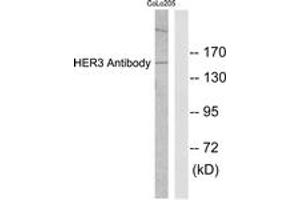 Western blot analysis of extracts from COLO205 cells, using HER3 Antibody. (ERBB3 anticorps  (AA 1-50))