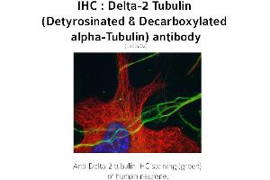 anti-Tubulin delta 2 (C-Term) antibody